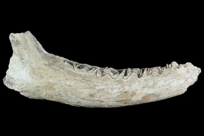 Bargain, Irish Elk Jaw Section - Pleistocene, Germany #123481